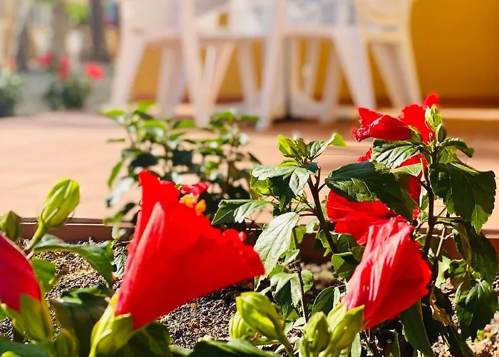 Pet friendly Casa Simona Apartment Corralejo